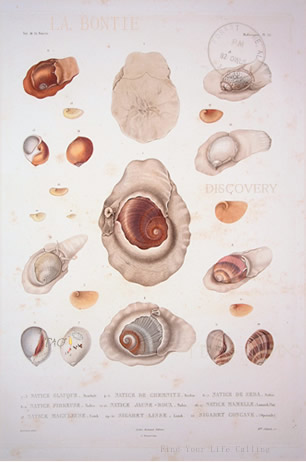 Discovery - Voyage of La Bonite