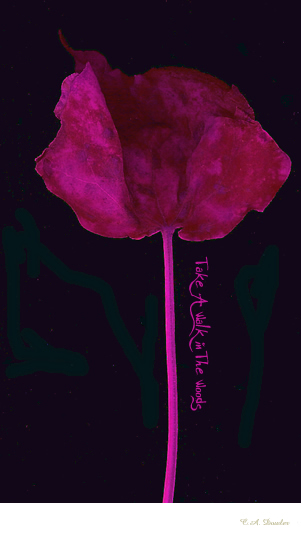 Cryptohematology Artcard ... A walk in THe Woods (Sabine Symbol Libra 25)