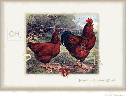 Divine Language of the Birds - Words & images