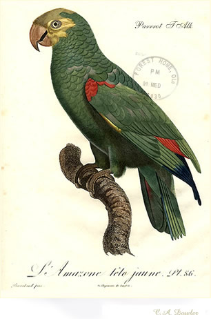 Postcard: Amaozon Parrot re:sighting Green Poetry